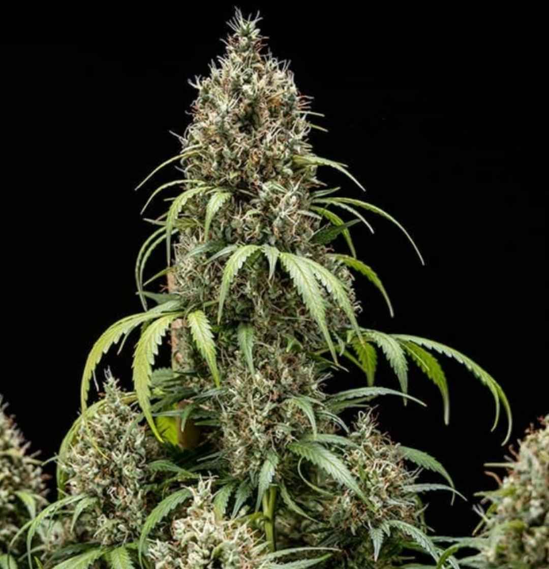 Reife Auto Cookie Gelato Pflanze mit vielen dichten Buds und langen Zuckerblättern