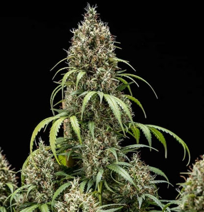 Reife Auto Cookie Gelato Pflanze mit vielen dichten Buds und langen Zuckerblättern