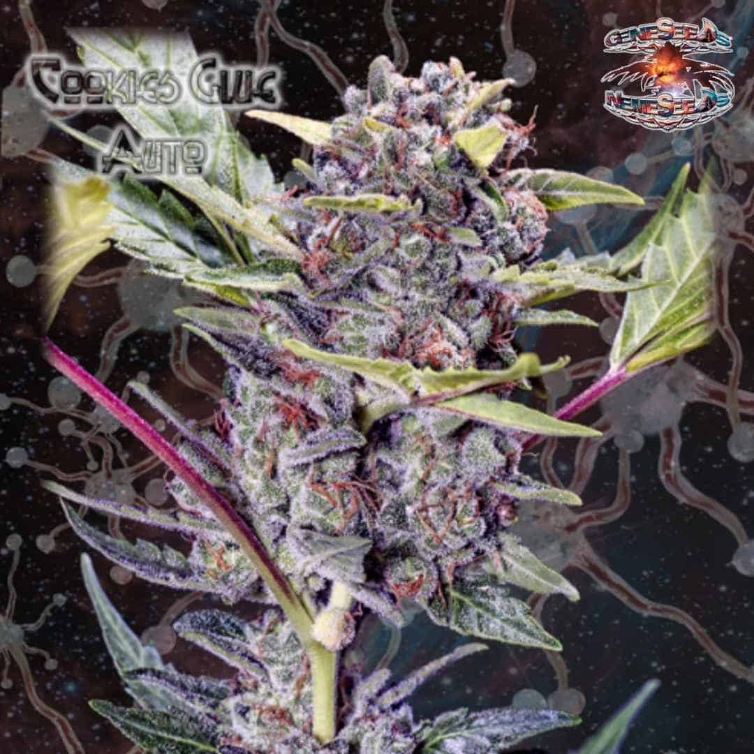 Auto Cookies Glue Blüte mit dichten Harzschichten, violetten Nuancen und orangefarbenen Blütenfäden