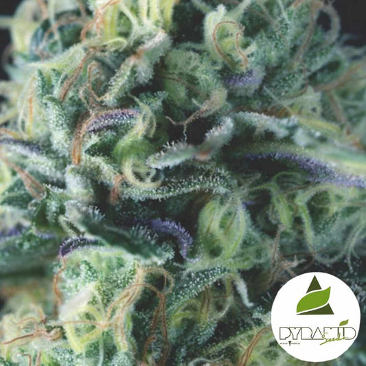 Auto Cookies USA Blüte mit dichten Harztrichomen und violetten Akzenten