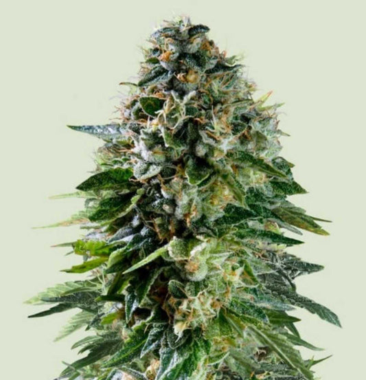 Nahaufnahme einer dichten, harzreichen Auto Corkscrew Cannabisblüte mit grünen Blättern und orangefarbenen Härchen.