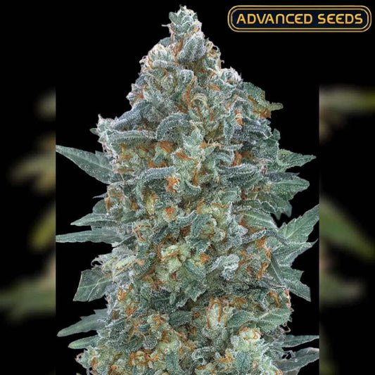 Dicht blühende Auto Critical Lemon CBD Pflanze mit harzigen, zitronenduftenden Buds und orangefarbenen Härchen.