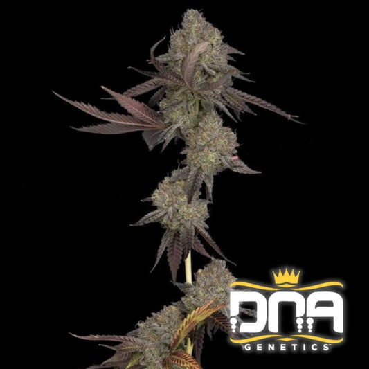 Dichte, violett-grüne Blüten der Auto DNA Cake Pflanze mit harzüberzogenen Buds und dunklen Blättern.