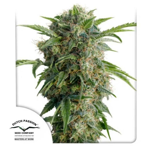 Auto Daiquiri Lime Blüte mit dichten Buds, grünen Blättern und orangenen Härchen voller Harz