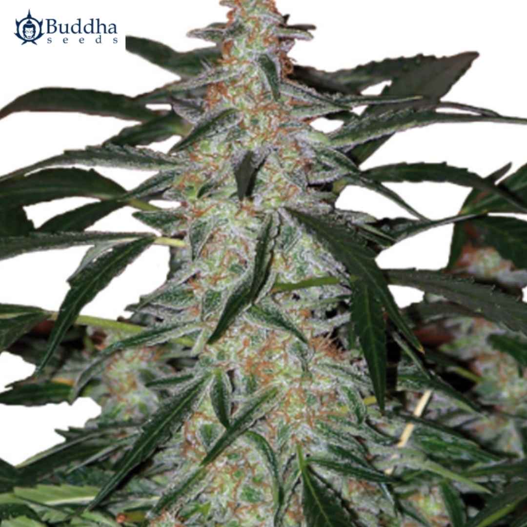 Auto Deimos Blüte mit harzigen Buds, orangefarbenen Härchen und schmalen grünen Blättern