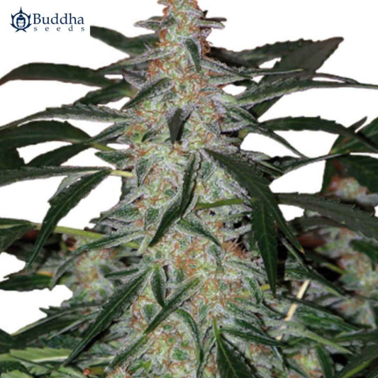 Auto Deimos Blüte mit harzigen Buds, orangefarbenen Härchen und schmalen grünen Blättern