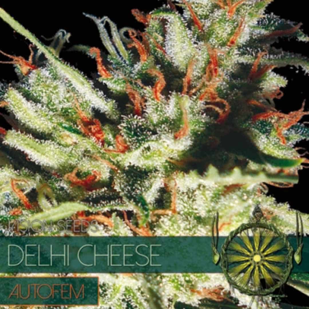 Auto Delhi Cheese von Vision Seeds mit kompakter, harziger Cannabisblüte und hellen Blütenfäden.