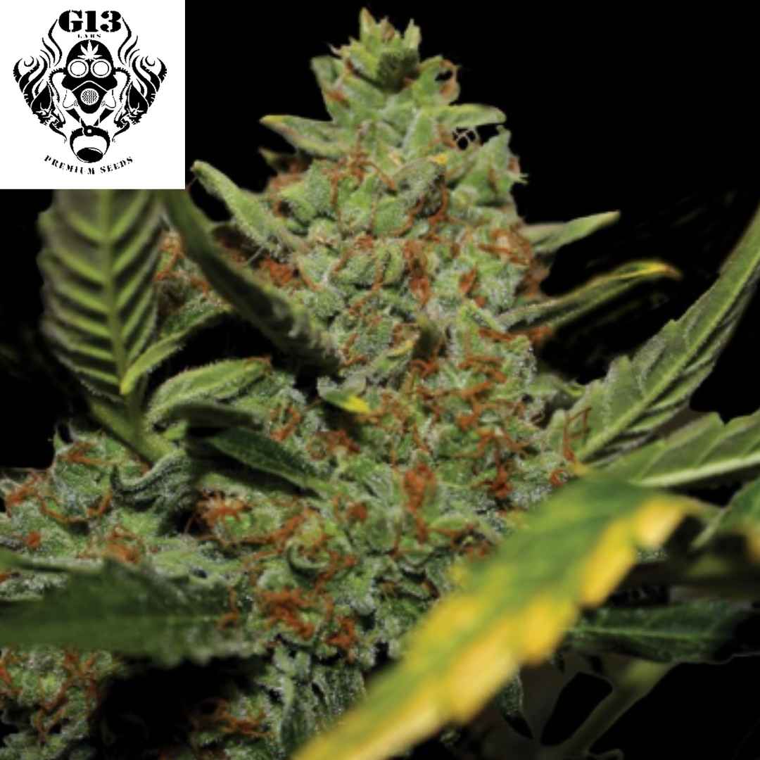 Auto Diesel Cannabisblüte mit dichten harzigen Buds und orangefarbenen Stempeln während der Blütephase