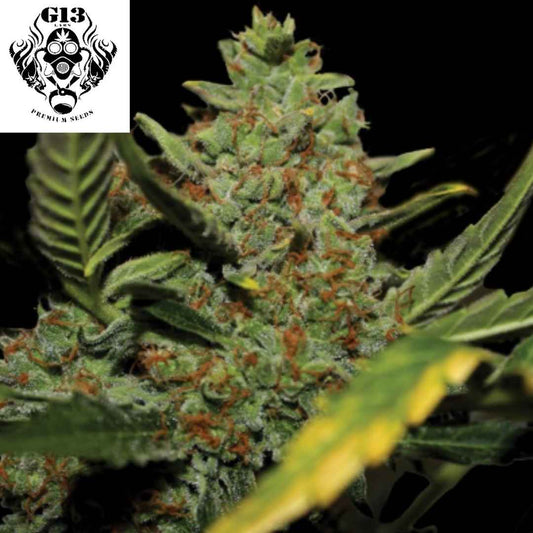Auto Diesel Cannabisblüte mit dichten harzigen Buds und orangefarbenen Stempeln während der Blütephase