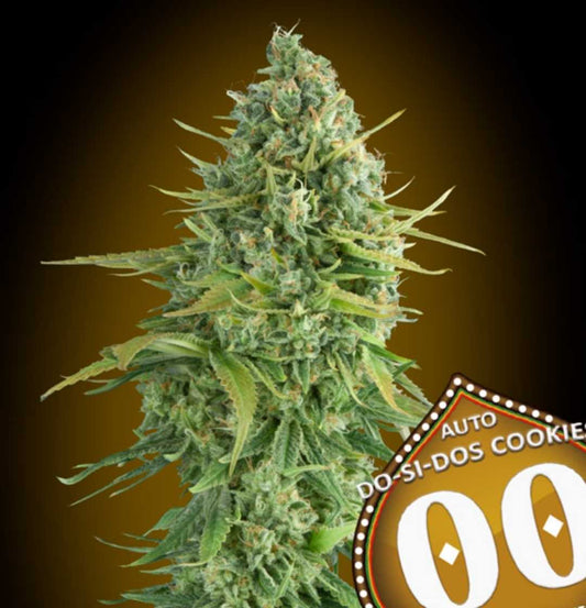 Dicht gewachsene Auto Do-Si-Dos Cookies Blüte mit vielen Harzkristallen und leuchtend grünen, spitz zulaufenden Blättern.