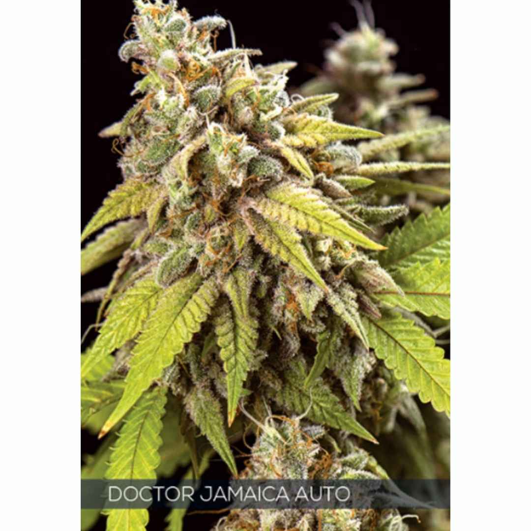 Auto Doctor Jamaica von Vision Seeds mit heller, harziger Cannabisblüte und kompaktem Aufbau.