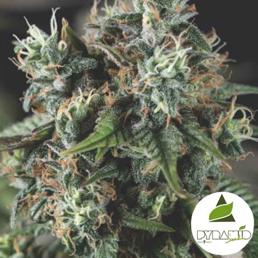 Auto Dos-Si-Dos Blüte mit dichten Harztrichomen und orangefarbenen Blütenhaaren