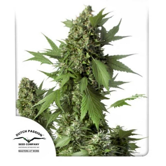 Auto Duck Pflanze mit dichten Buds und markanten, ungewöhnlich geformten Blättern