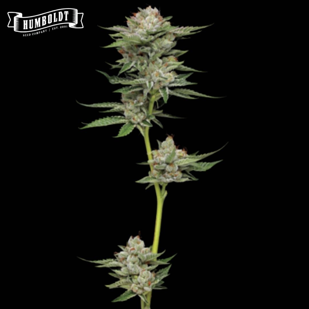 Auto Durban Poison Blüte mit harzigen Buds, schmalen Blättern und orangefarbenen Blütenhaaren