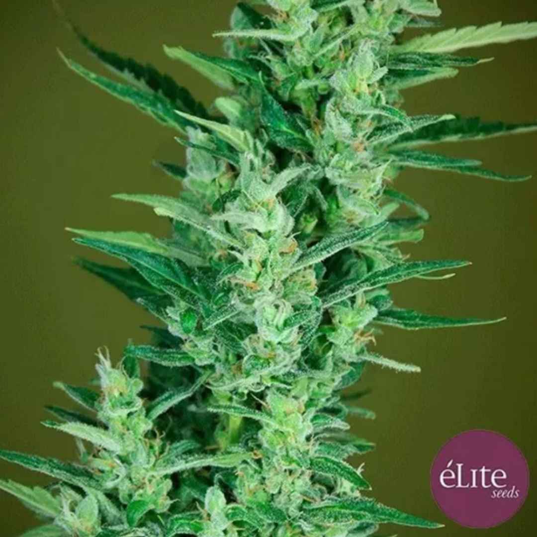 Auto Elite 47 Cannabisblüte mit harzigen grünen Buds und schmalen Blättern