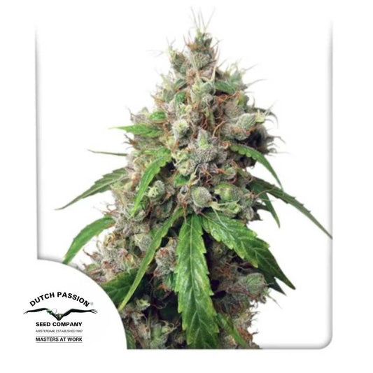 Auto Euforia Blüte mit dichten Buds, reichlich Harz und orangefarbenen Blütenhaaren von Dutch Passion