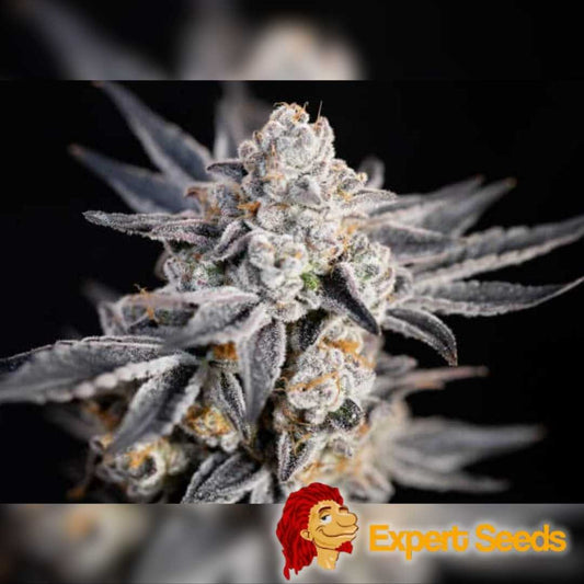 Dicht mit Harz überzogener Auto Expert Gorilla Bud mit violetten Blättern und orangefarbenen Blütenfäden.