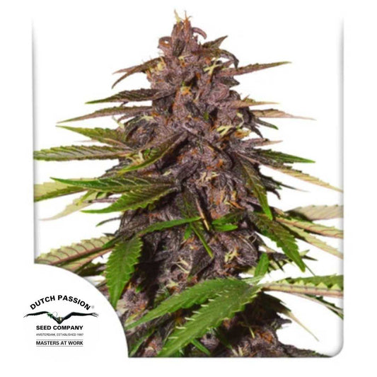 Auto Forbidden Cherry mit dichten, violett gefärbten Blüten und grünen Blättern in voller Blüte