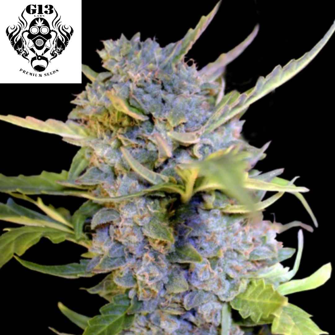 Auto Fro-yo Cannabisblüte mit dichten violett-grünen Buds und starkem Harzbesatz in der Blütephase