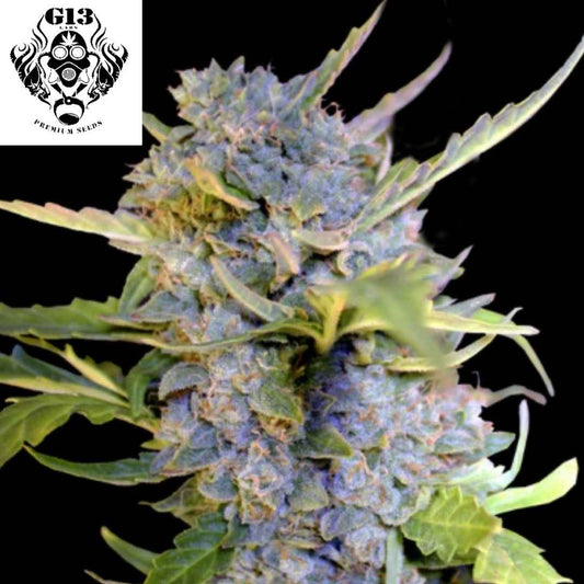 Auto Fro-yo Cannabisblüte mit dichten violett-grünen Buds und starkem Harzbesatz in der Blütephase