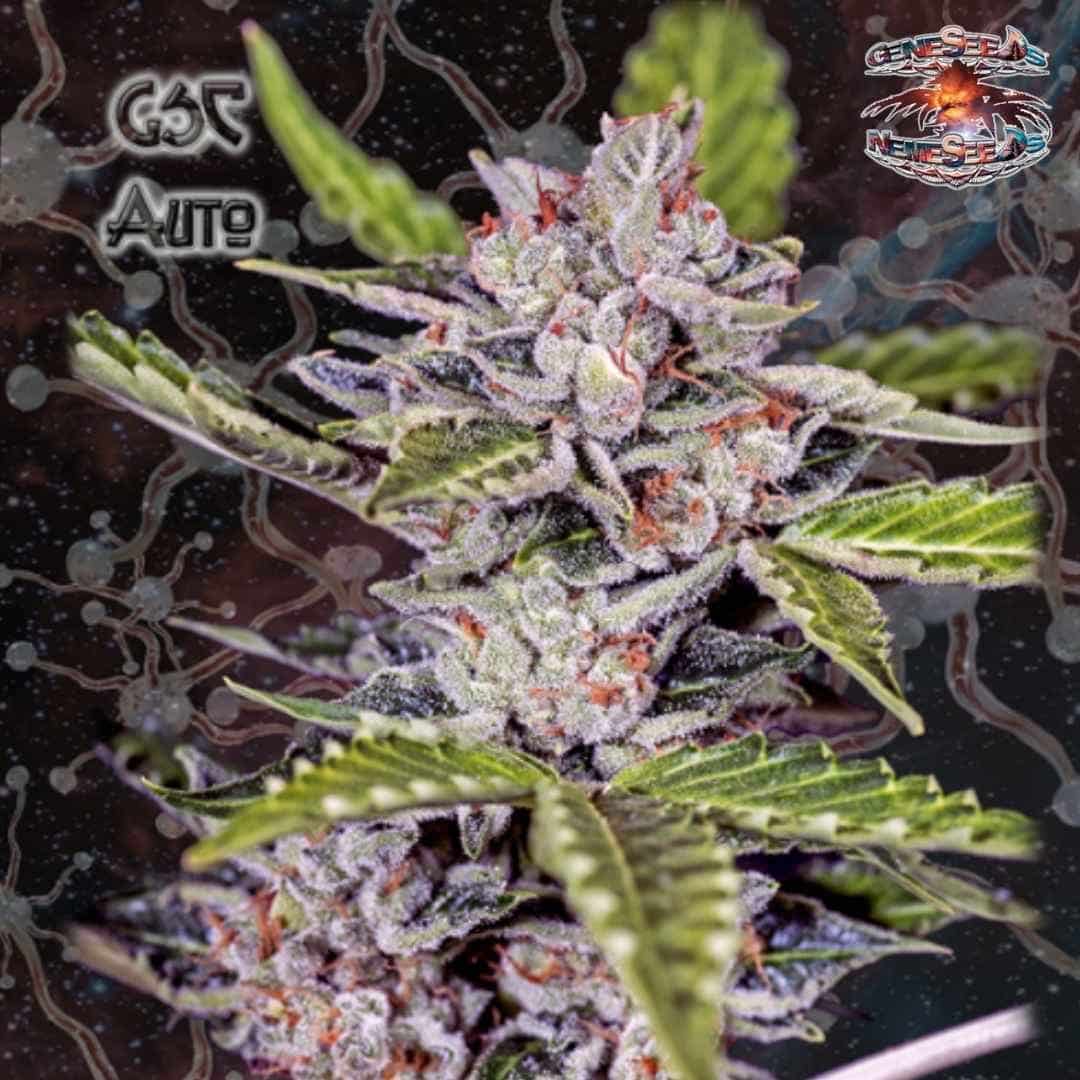 Auto GSC Blüte mit frostigen Trichomen, orangefarbenen Härchen und kompakten grünen Buds