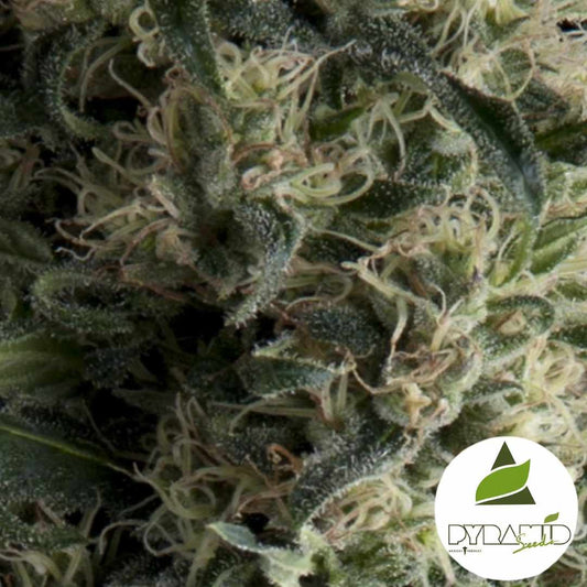 Auto Galaxy Blüte mit hellen Fäden und dichter Harzschicht auf kompakten Buds