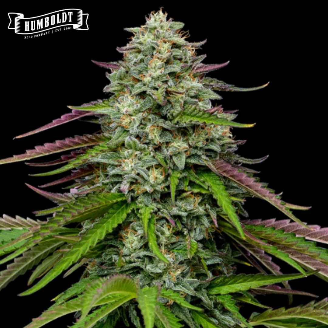 Harzige Auto Garlic Budder Blüte mit grünen und violetten Blättern