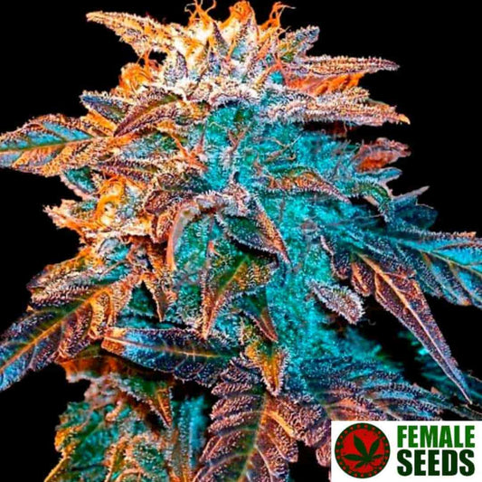 Auto Gelato Cannabisblüte mit dichten Trichomen, orangefarbenen Stempeln und violett-grünen Zuckerblättern