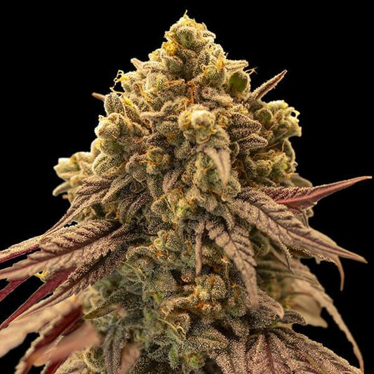 Harziger Auto Gelato Mints Headbud mit dichten Trichomen, orangefarbenen Härchen und violett getönten Zuckerblättern.
