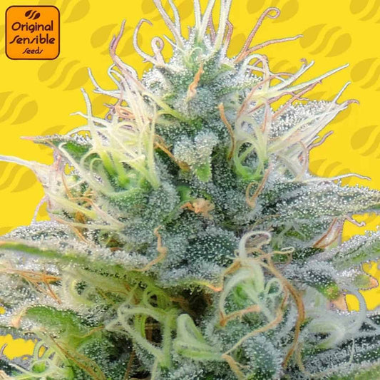 Auto Ghost OG Blüte mit dichter Harzschicht, klar sichtbaren Trichomen und hellen Blütenfäden in Nahaufnahme