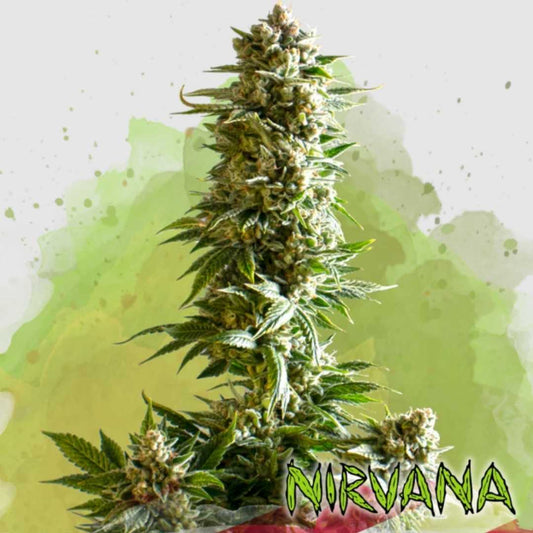 Auto Girl Scout Cookies Pflanze mit dichten, harzüberzogenen Buds und kräftig grünen Blättern