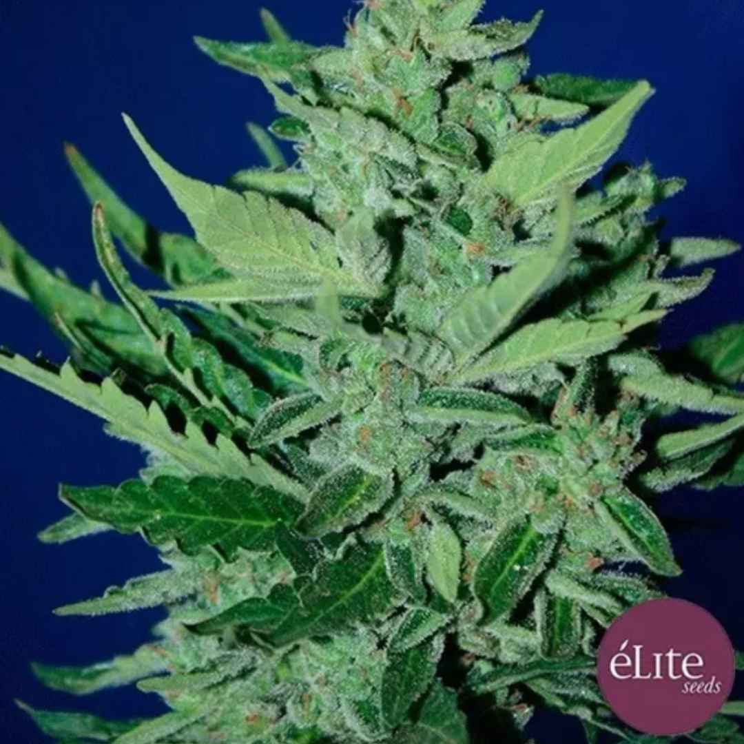 Auto Goliat Cannabisblüte mit dichten, harzigen Buds und grünen Zuckerblättern