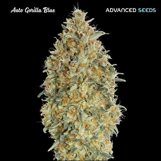Harzüberzogene Auto Gorilla Blue Bud mit dichten Blüten, orangen Härchen und kristallklaren Trichomen vor schwarzem Hintergrund.