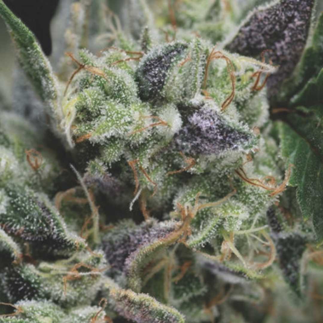 Frostige Auto Gorilla Blüte mit dichten Trichomen und violett-grünen Blättern