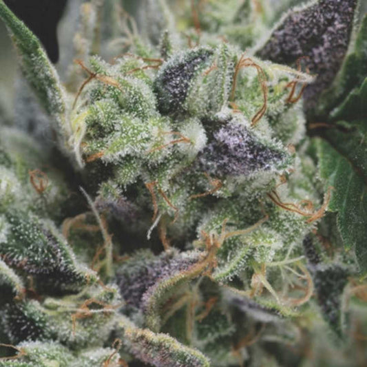 Frostige Auto Gorilla Blüte mit dichten Trichomen und violett-grünen Blättern