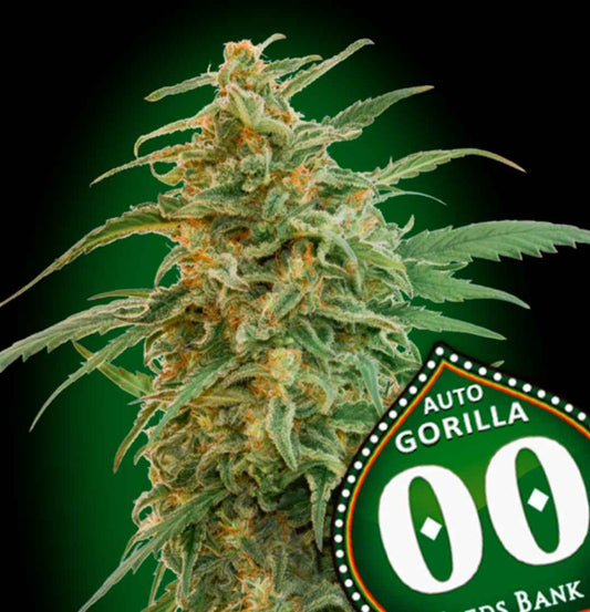 Dichte, harzige Cannabisblüte der Sorte Auto Gorilla mit orangefarbenen Blütenstempeln und typischer Struktur.