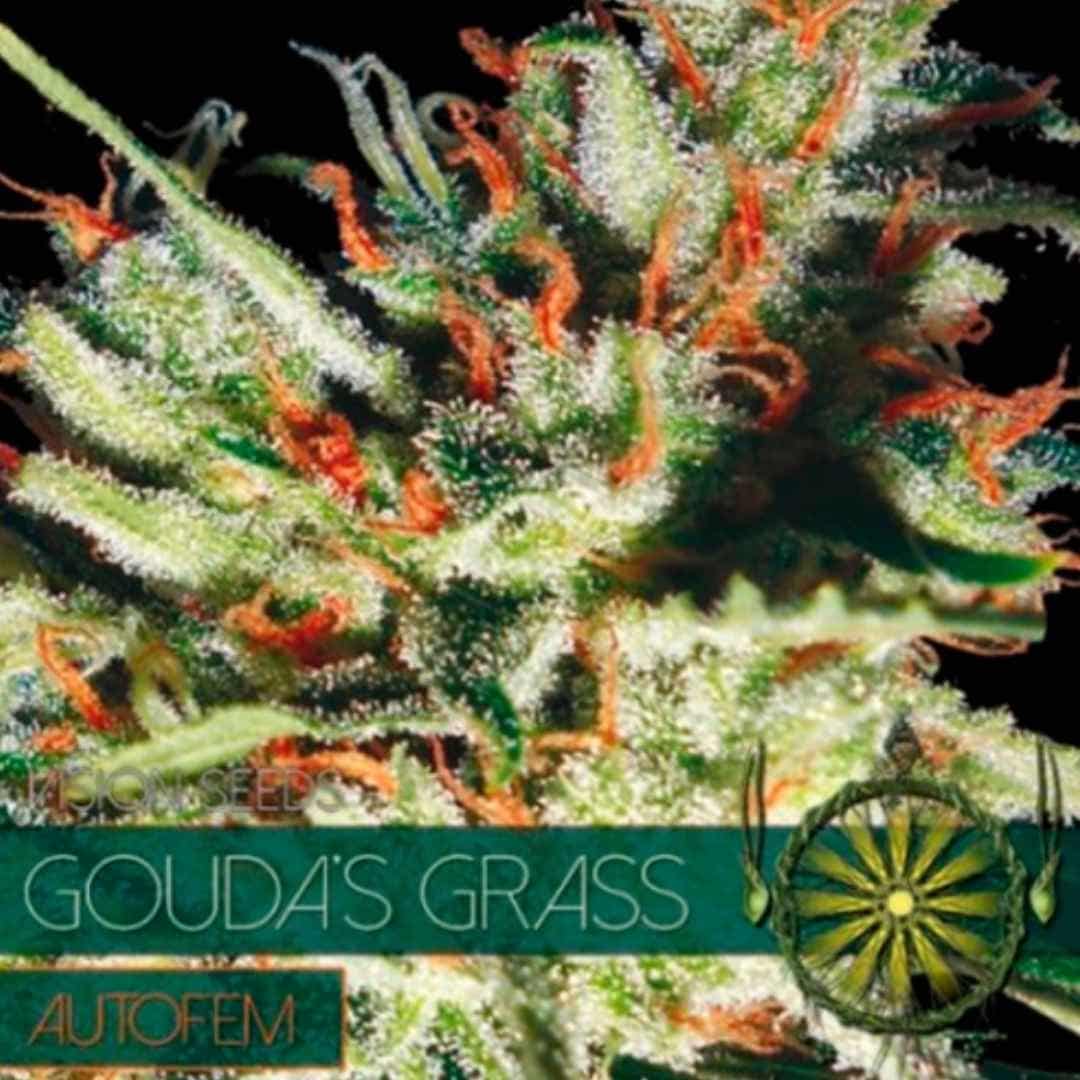 Auto Gouda's Grass von Vision Seeds mit dichter grüner Cannabisblüte und sichtbarer Harzschicht.