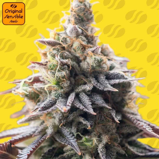 Grape Soda Auto mit kompakter, harziger Blüte, violetten Zuckerblättern und dichter Trichomschicht