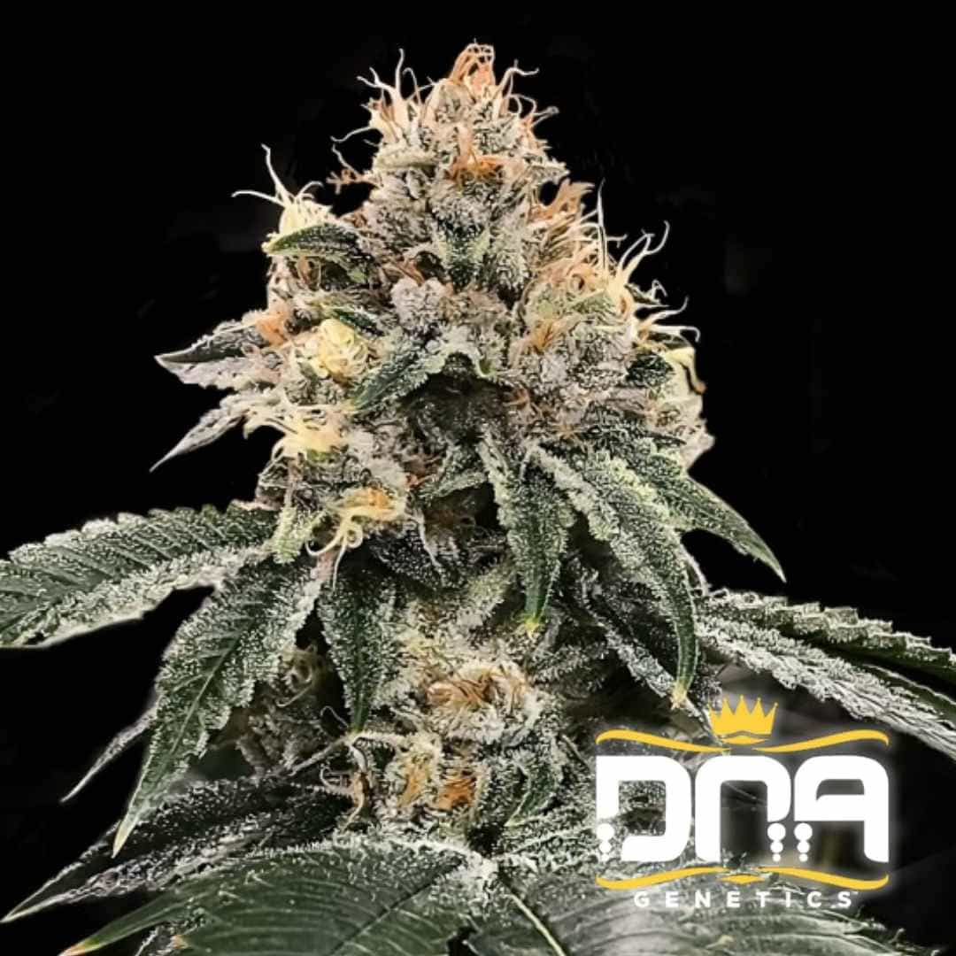 Harzreiche Auto HG23 aka Michael Jordan Blüte mit orangefarbenen Härchen und dichten, frostigen Trichomen.