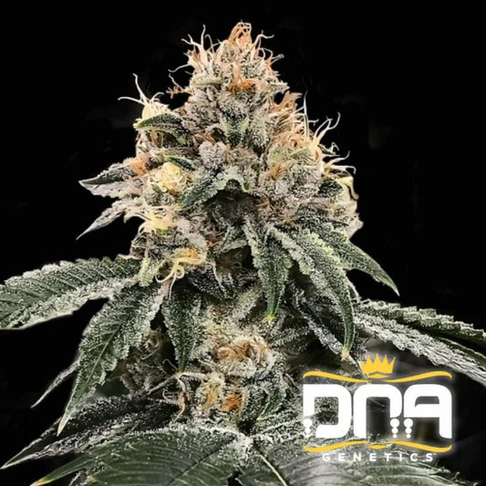 Harzreiche Auto HG23 aka Michael Jordan Blüte mit orangefarbenen Härchen und dichten, frostigen Trichomen.