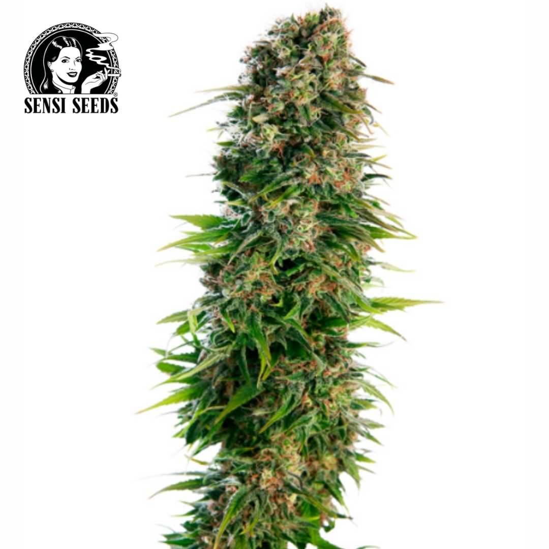 Auto Hindu Kush Blüte mit dichten grünen Buds, orangefarbenen Härchen und harzigen Trichomen