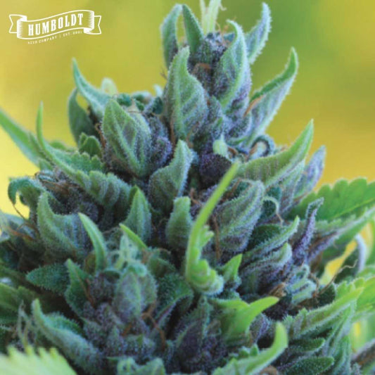 Auto Humboldt Dream Blüte mit violett-grünen, harzigen Buds und kleinen Zuckerblättern