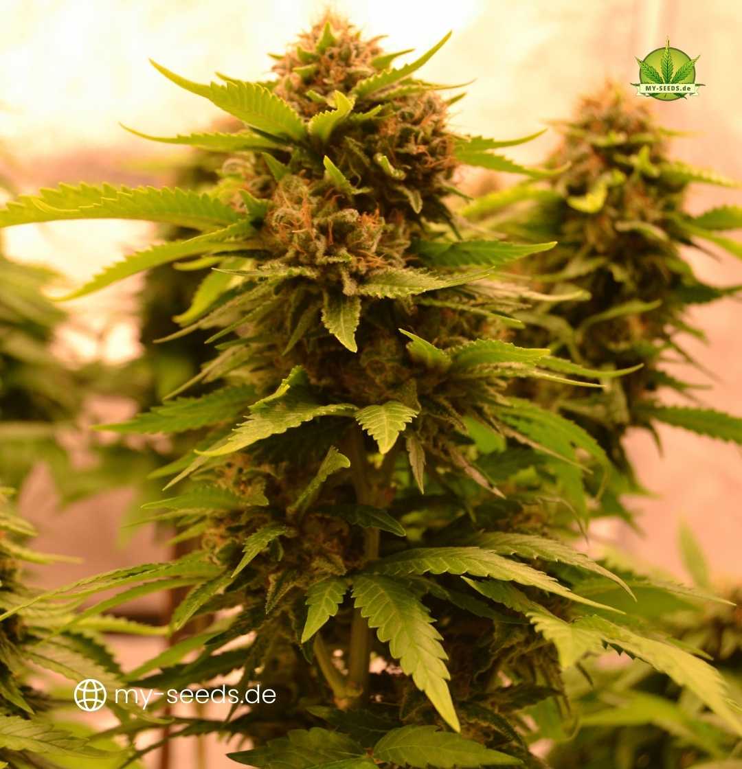 Seitliche Ansicht mehrerer Auto Jack Herer Pflanzen mit üppigem Blattwerk und sichtbaren Bud-Ansätzen