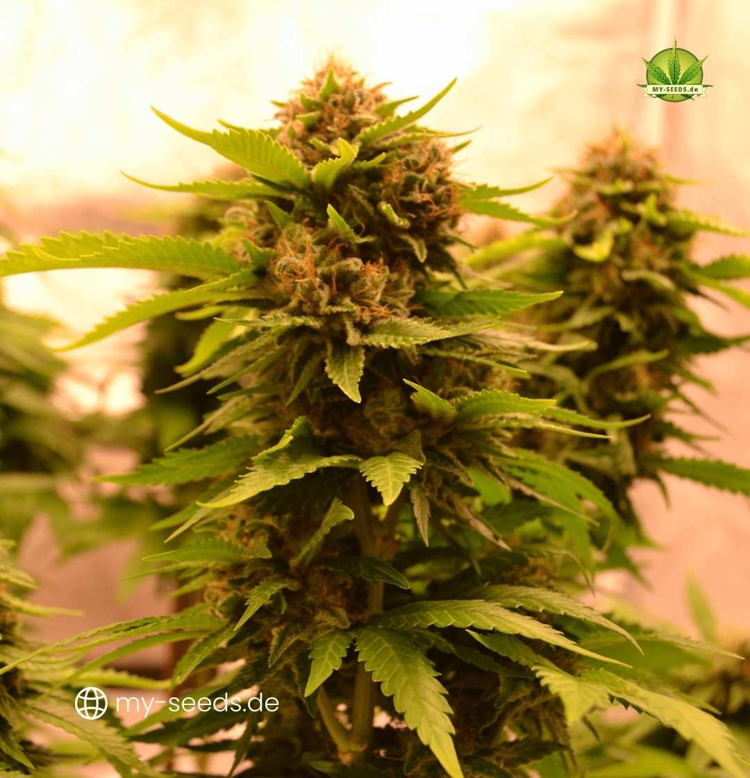 Zwei Auto Jack Herer Pflanzen im Indoor-Grow mit kompakten, harzigen Buds in der mittleren Blütephase