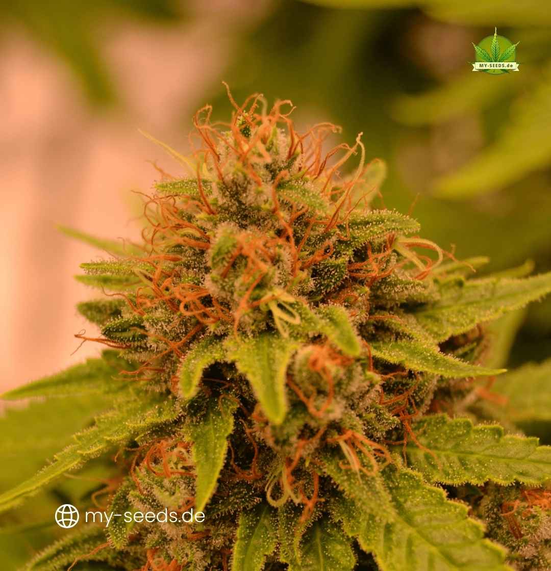 Nahaufnahme einer reifen Auto Jack Herer Blüte mit intensiv orangen Stigmen und dichten Trichomen
