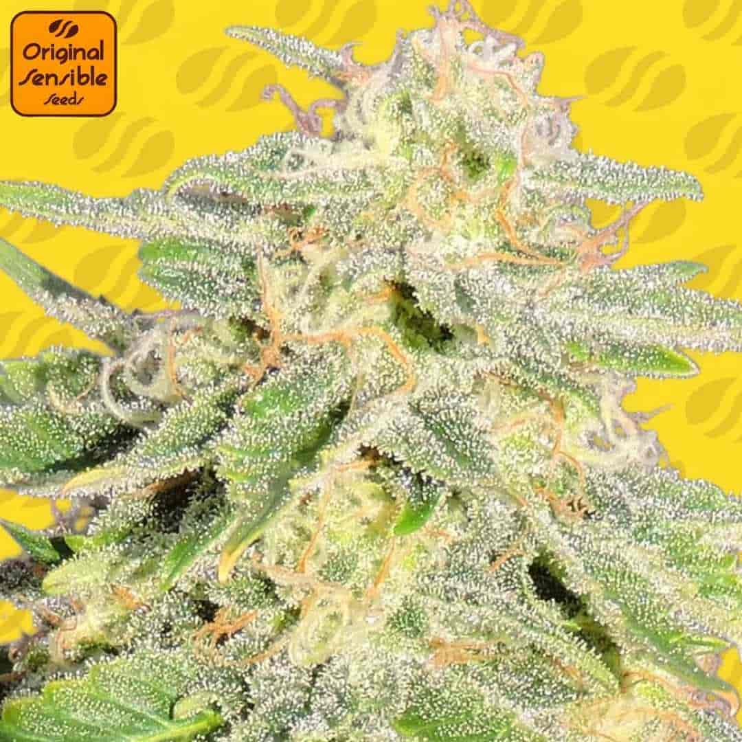 Jack Herer Auto Blüte mit dichter Harzschicht, sichtbaren Trichomen und orangefarbenen Stempeln an kompakten Buds