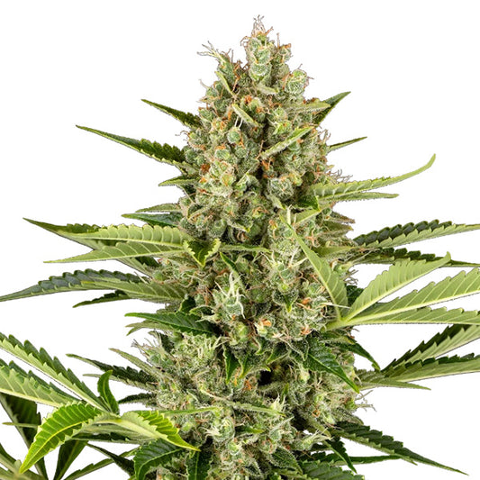 Großer Hauptbud mit Harz und orangen Blütenhaaren der Sorte Auto Jack Herer auf weißem Hintergrund