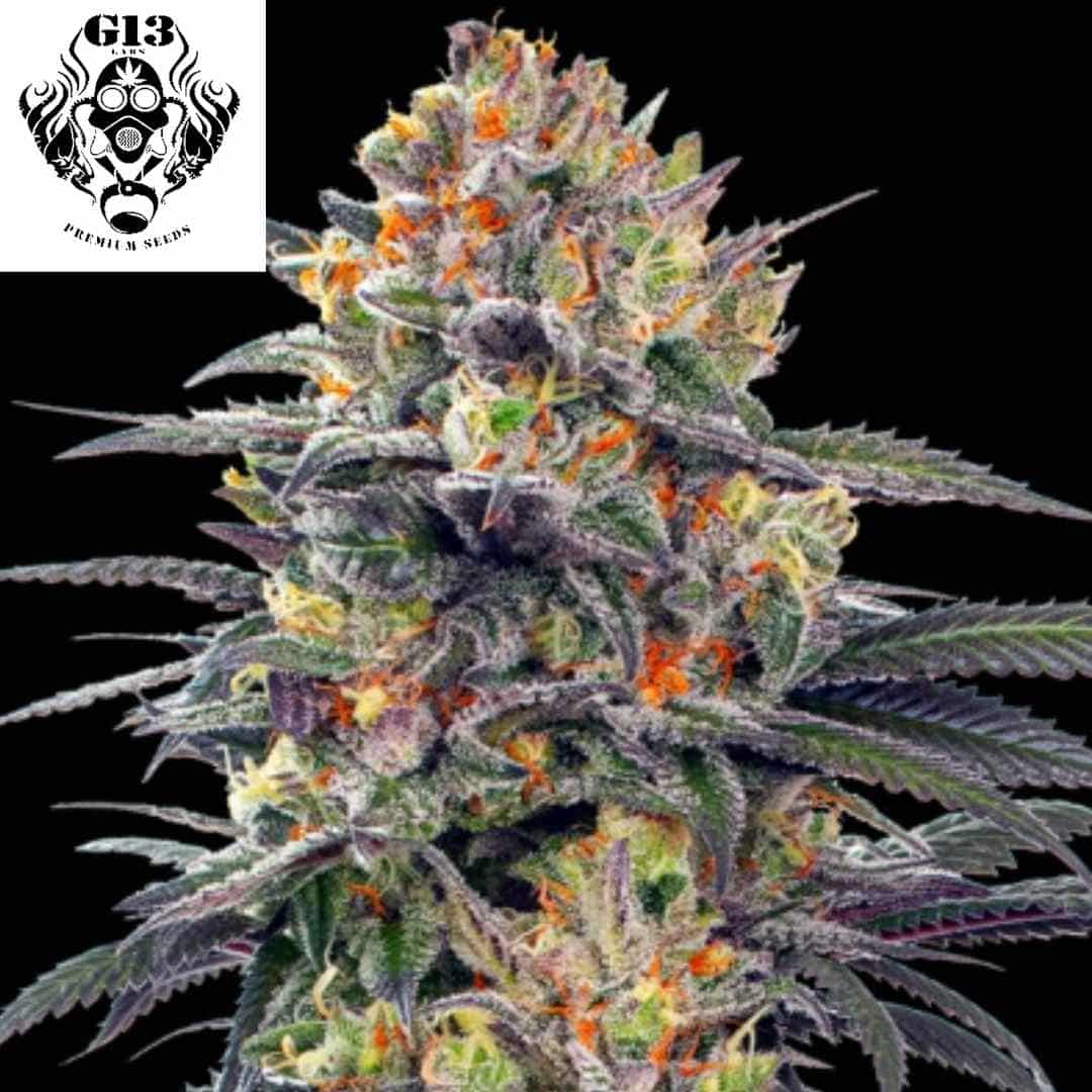 Auto GigaBud Cannabissorte mit großem harzigen Bud und dichten Blüten, typische Indica-Struktur mit kompaktem Headbud