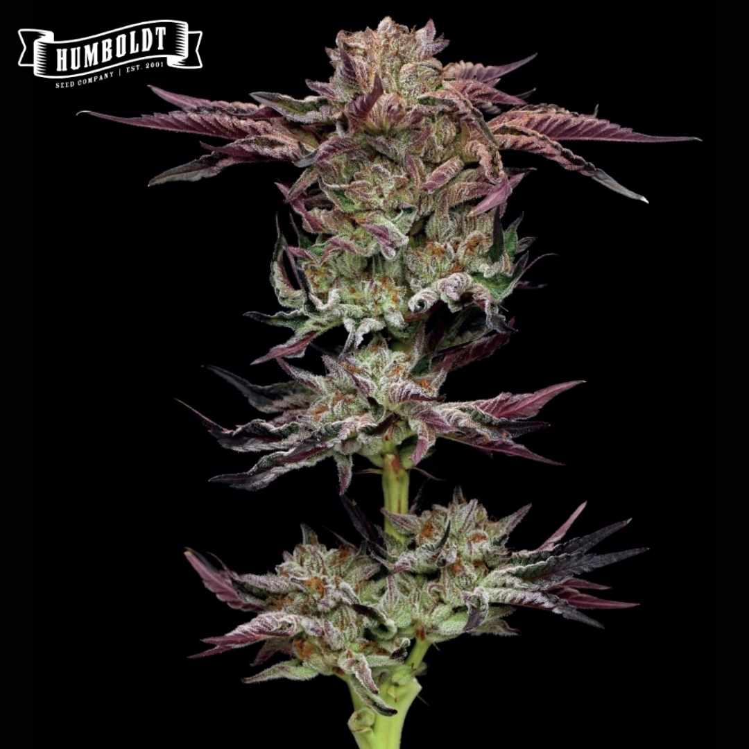 Auto Jelly Donutz Blüte mit dichten, harzigen Buds und violetten Zuckerblättern