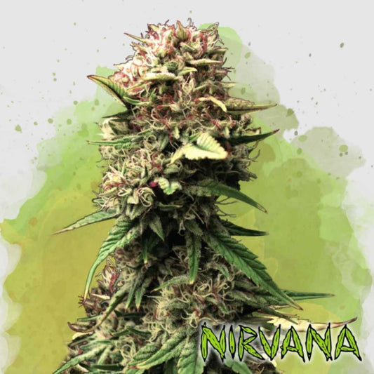 Dicht bewachsene Auto Jock Horror Blüte mit violetten Spitzen und kristallartigem Harzüberzug.